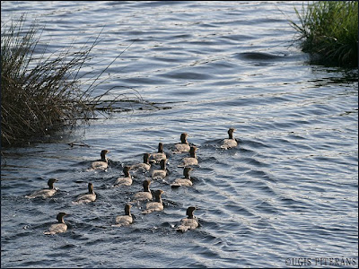 Lielās gauras (Mergus merganser)