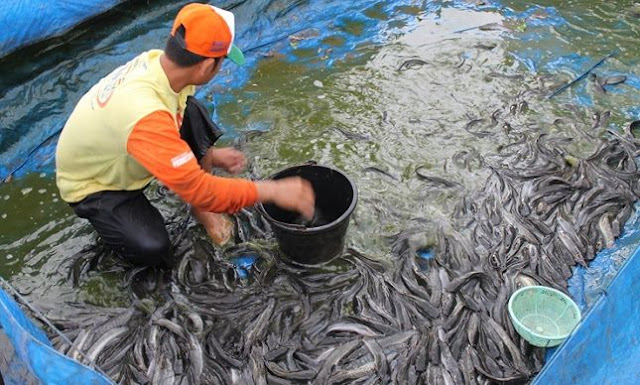 panen ikan lele