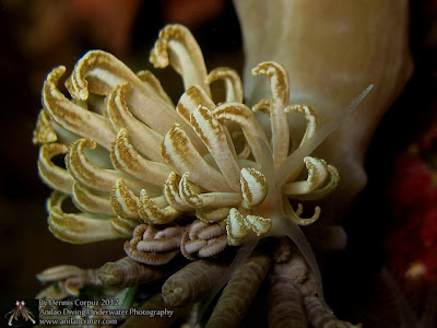 Anilao Diving Underwater Photography |Dive Resort,Dive Package