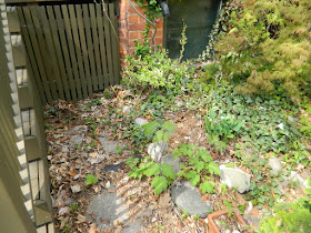 Toronto Spring Front Garden Cleanup Cabbagetown Before by Paul Jung Gardening Services a Toronto Gardening Company