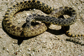 serpiente gopher Pituophis melanoleucus