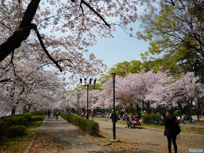 桜と公園