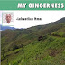 MY GINGERNESS-III