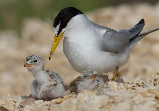 Least Terns Birds Pictures, http://st1cat.blogspot.com/