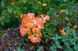 orange flowers