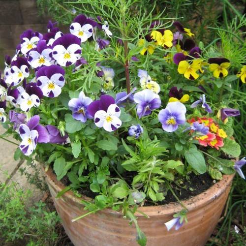 Hạt giống hoa Bướm Pansy Viola