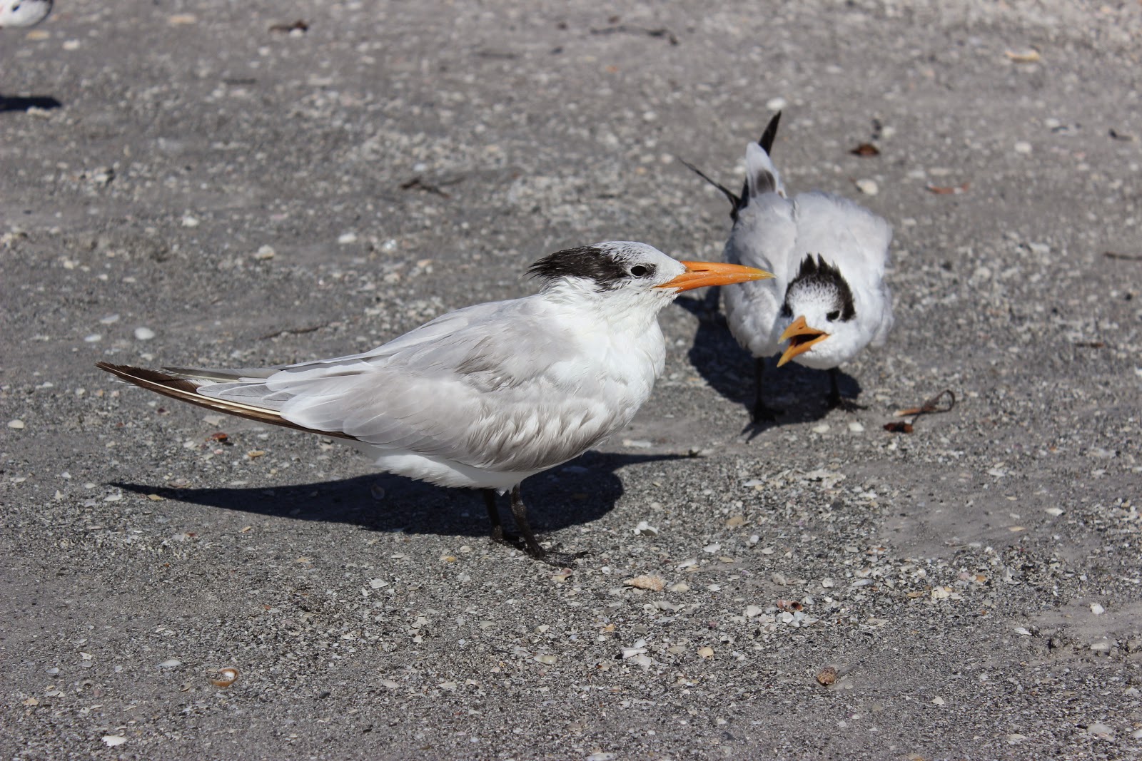 seagulls