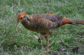 Jual Ayam Golden Pheasant Jantan