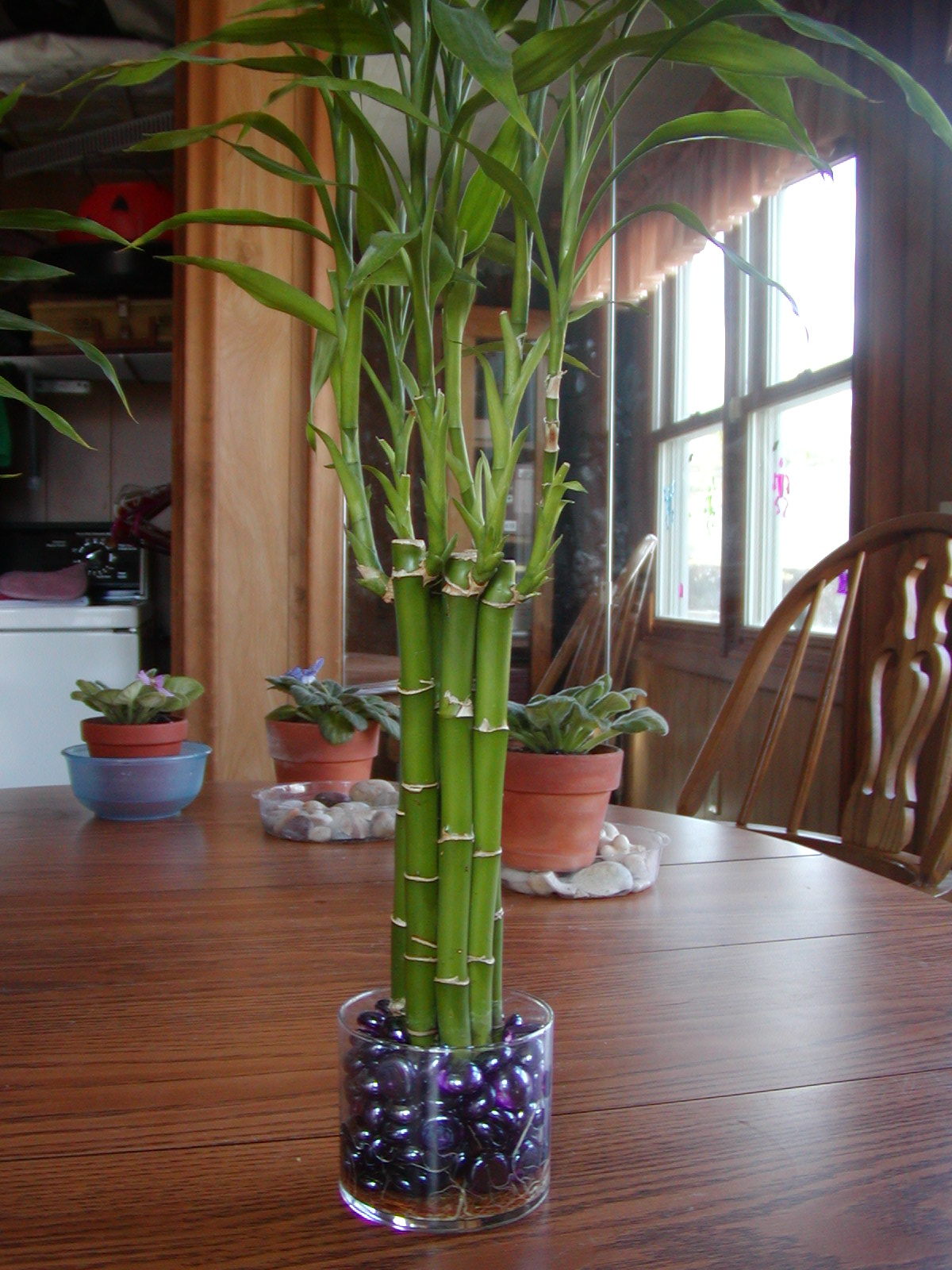 Houseplant Care Guides Lucky Bamboo 101