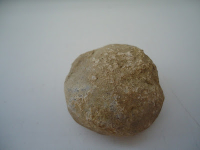  Fossil Tortoise egg