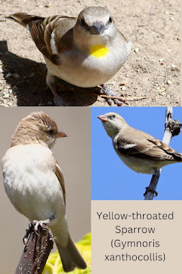 "Yellow-throated Sparrow (Gymnoris xanthocollis) A collage with different postures."