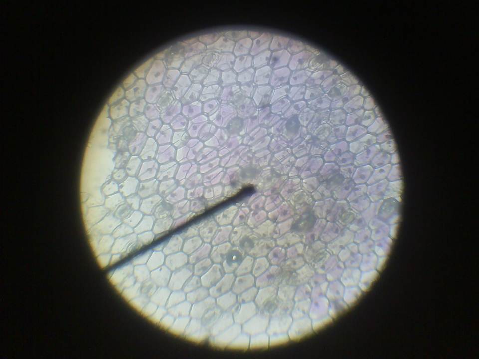 LAPORAN PRAKTIKUM FISIOLOGI TUMBUHAN plasmolisis