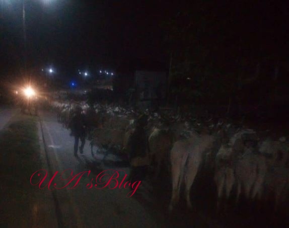 Miyetti Allah Bans Night Grazing Nationwide