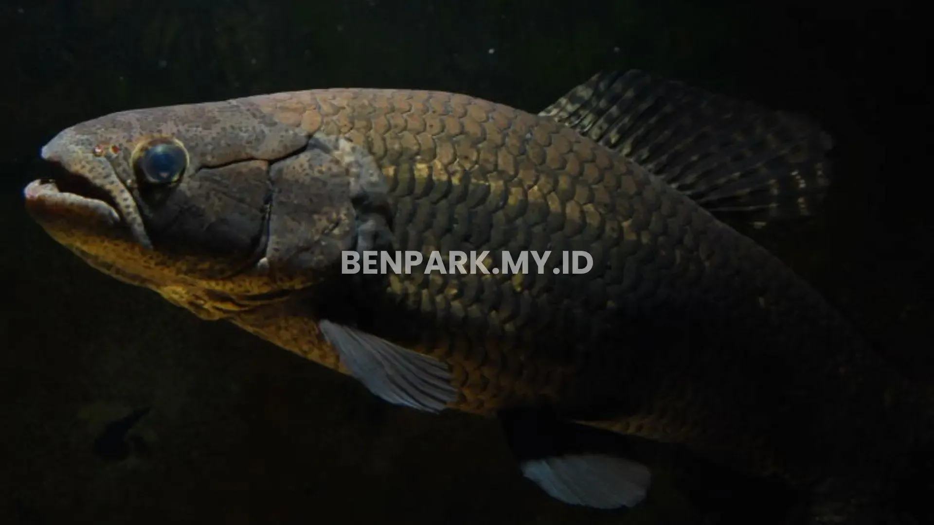 Ikan Predator Air Tawar Yang Termasuk Nokturnal