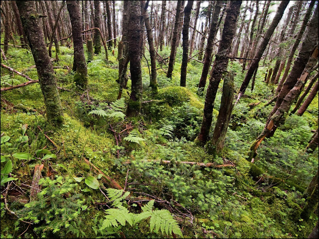 balsam fir forest on Mt. Bond in the White Mountains