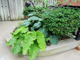 Garden District Toronto Downtown Courtyard Cleanup Before by Paul Jung Gardening Services--a Toronto Gardening Company