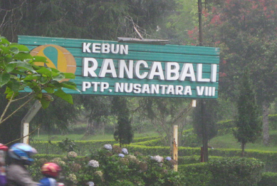 Kebun Teh Rancabali