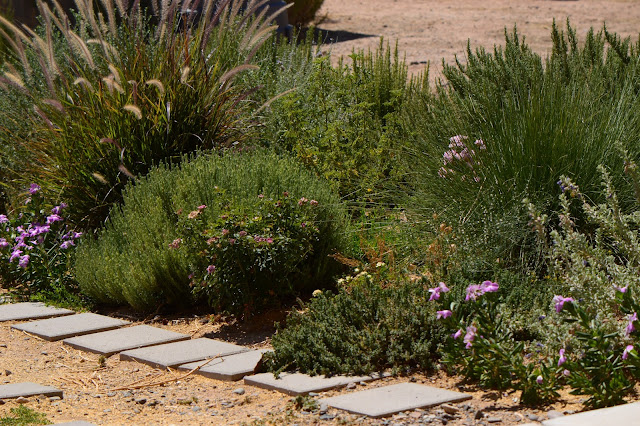 Tuesday View, small sunny g￼arden, amy myers, desert garden, July, summer