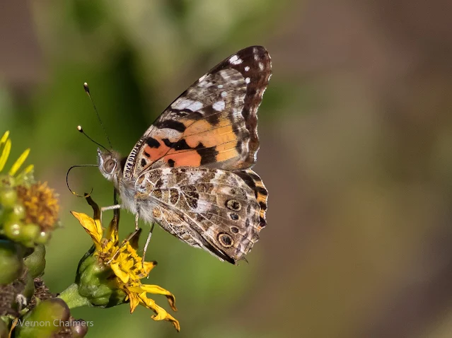 Small Butterfly with Canon EF 400mm f/5.6L USM Lens Copyright Vernon Chalmers