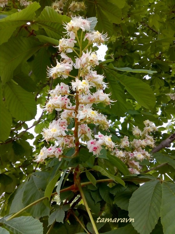 Конский каштан обыкновенный (Aesculus hippocastanum)