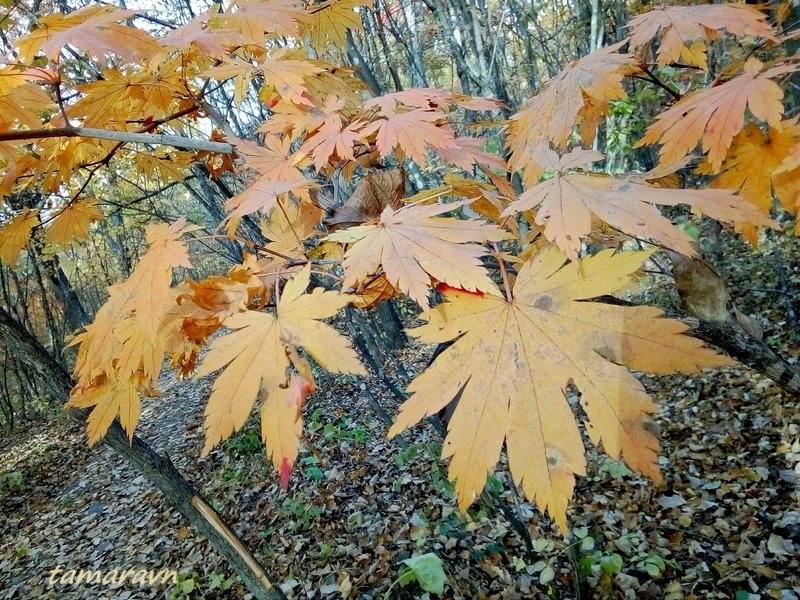 Клён ложнозибольдов (Acer pseudosieboldianum)