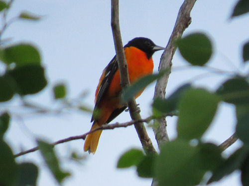 Northern Oriole, Baltimore Oriole