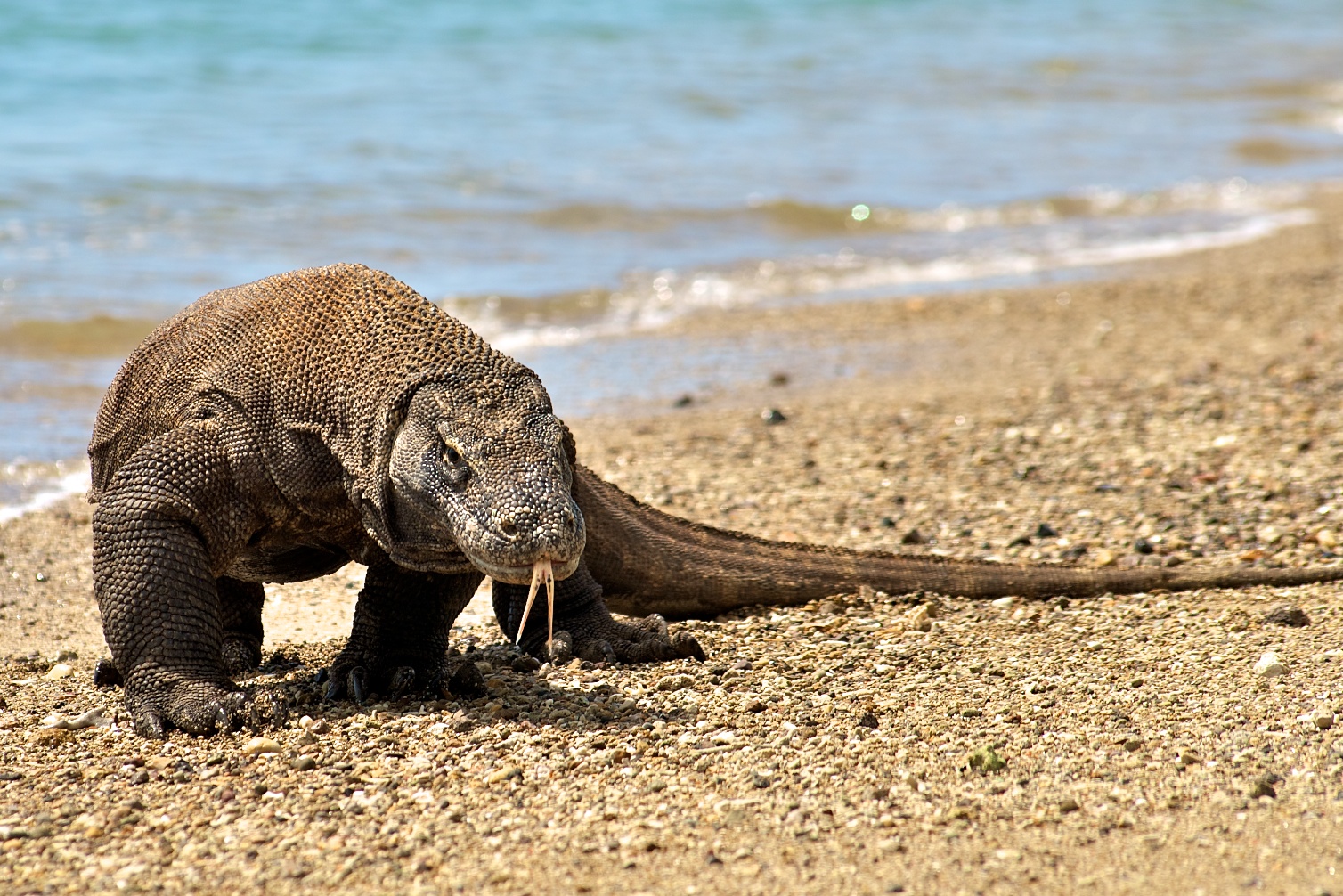 Rosyiedawwalan Komodo Binatang Unik Khas Nusa Tenggara Timur