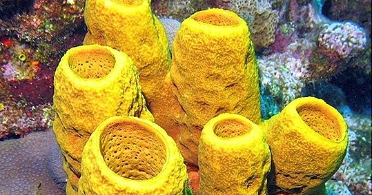  10  Contoh Hewan  Invertebrata Avertebrata  Beserta Gambar 