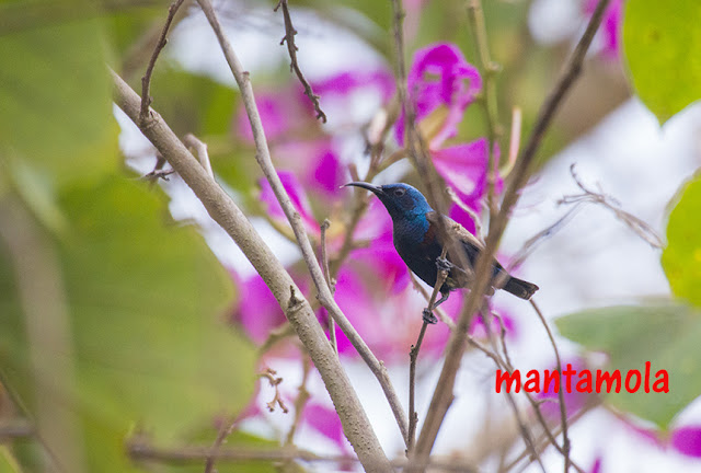 Purple Sunbird (Cinnyris asiaticus)