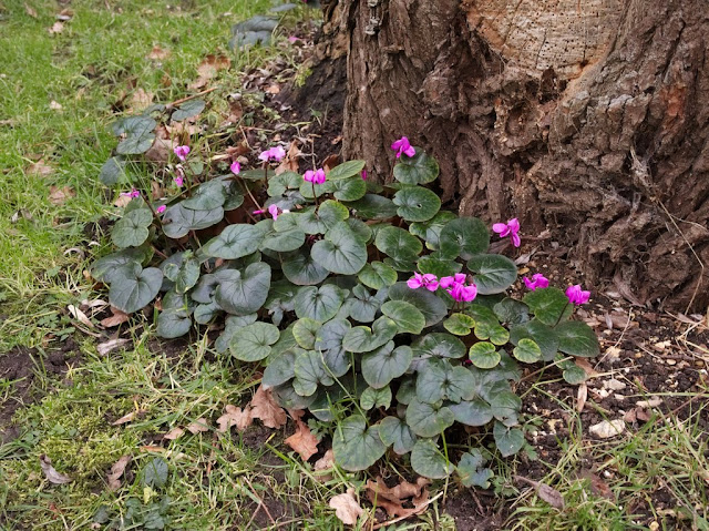 Cyclamen around bole of tree