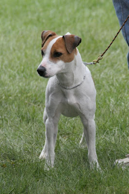 Jack Russell Terrier breeders