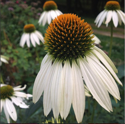 The Impatient Gardener 2-minute garden tour --Echinacea