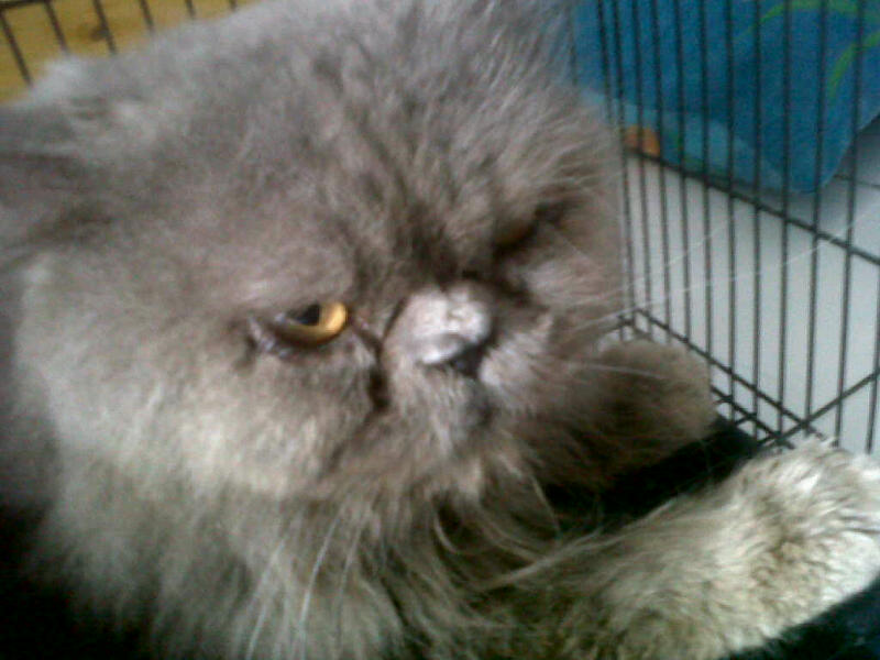 Foto kucing  milik salah satu pembaca yang bernama Dewi 