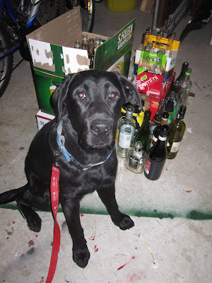 Black lab puppy Romero is posing in front of a pile of empty bottles which are waiting to be returned to the Beer Store. This picture is taken in the garage, where the cement floor is covered with streaks of paint. Romero is in the foreground, attached to a red leash and looking up into the camera. His silly left ear is sticking straight out to the side as usual. Behind him are two boxes containing 24 beer bottles, several smaller boxes of beer bottles, and about twelve loose wine bottles.