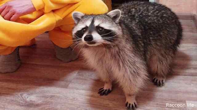 How Do I Get A Pet Raccoons?