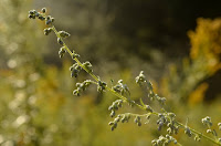 Dew on mugwort flower buds