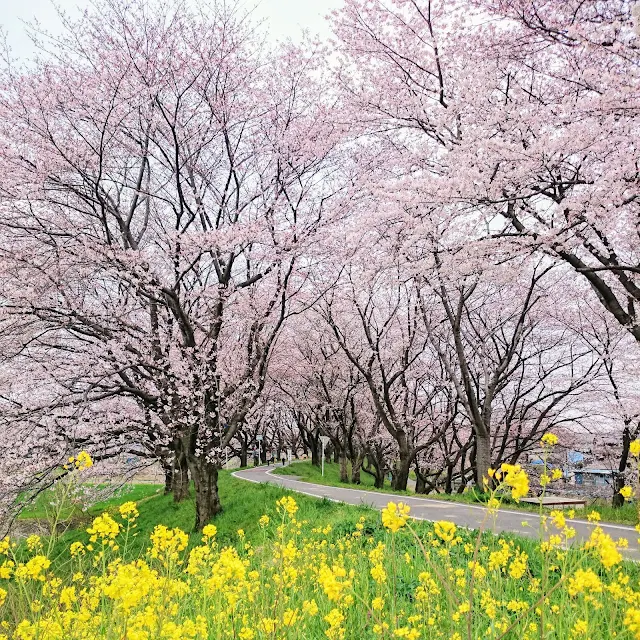 吉見さくら堤　桜　菜の花