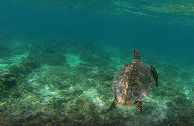 Pemandangan Bawah Laut Pantai Gili Meno