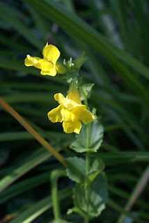 Mimule tacheté - Mimulus guttatus