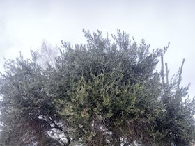 Olea europaea