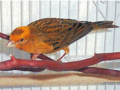 Gambar Burung Kenari Lizard