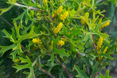 Spiny Synaphea (Synaphea spinulosa)