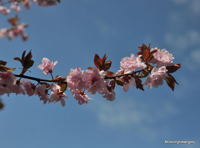 Cherry Blossoms, Spring,  Hofheim, Germany