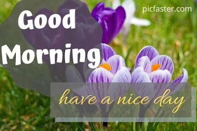 Good Morning Flower Images Free Download