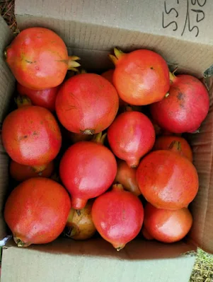 Export-quality pomegranates packed for international shipment.