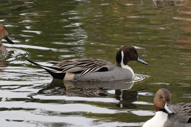 鳥取県米子市西町 湊山公園 池のマガモ