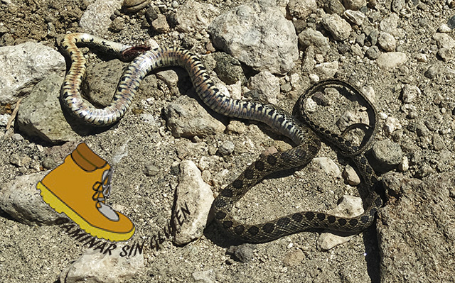 Ejemplar muerto de Culebra de herradura en el Cabo de Gata-Níjar