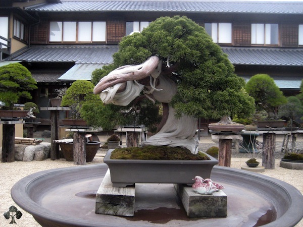 Bonsai Kunio Kobayashi 1