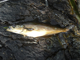 Uwchmynydd Fishing