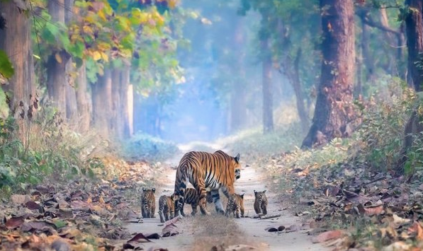 Harimau India Bangkit dari Kepunahan